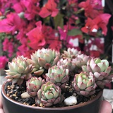 枕草子