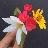 花恋蝶