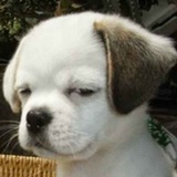 学生党