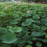 杨秀梅