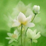 刘方圆