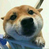 布娃娃小白