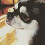 爱狗狗的文艺青
