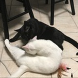 mapetitefourmi
