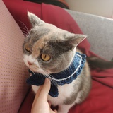 小马甲