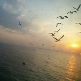 云雀叫了一整天