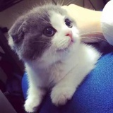李袁超