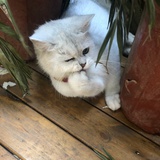 莉莉娅白