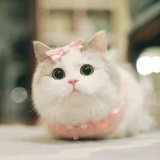 sssuzy