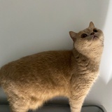 梁昕