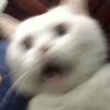 QAQ