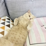虫虫