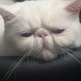 胡紫轩