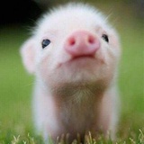 小猪猪🐷