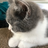 蚊呢