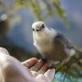 夏目漱石