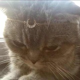 大猫猫