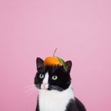 牛奶和小胖兔子