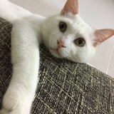 丸子