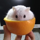 白兔耳