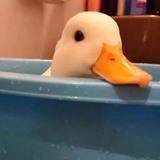 向日葵_z