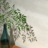 半夏