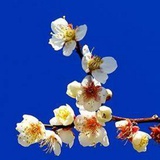 天机云锦开