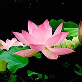 宏叶纷飞（王宏