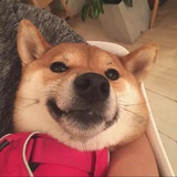 只一只