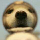 走镖去吧