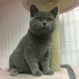 猫🐱大爷