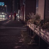 红叶苍之涛