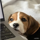 小熊捡玉米