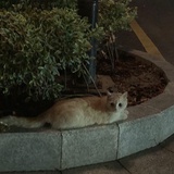 叫我甜筒郭