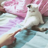 猫奴