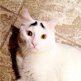 猫姐报告