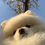 lili