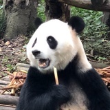 喵喵球