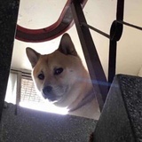 且去