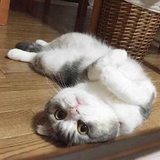 俗人。