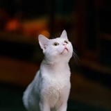 ocat