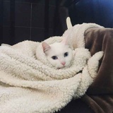 玉贞