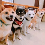 爱发疯的川贝