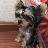 神经小肥啾