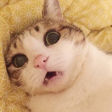 日万姬