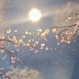 桃花归不归