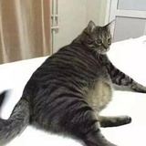 孤狼