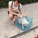 上海宠物领养
