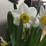 隔世落花