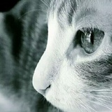 Amy